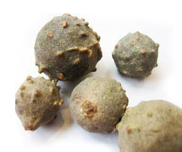 Manjakani extract